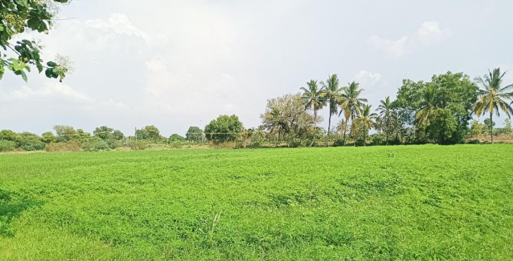 Reviving rainfed maize systems with green manure crops.PNG